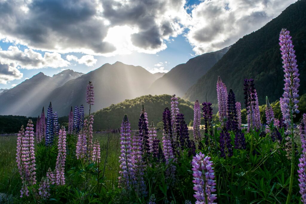 Purple flowers in front of a mountain in New Zealand