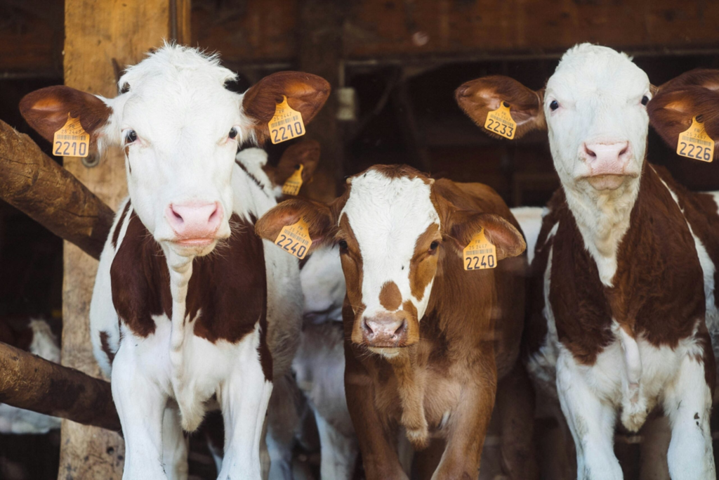 three red and white calves stand in a row and look at the camera
