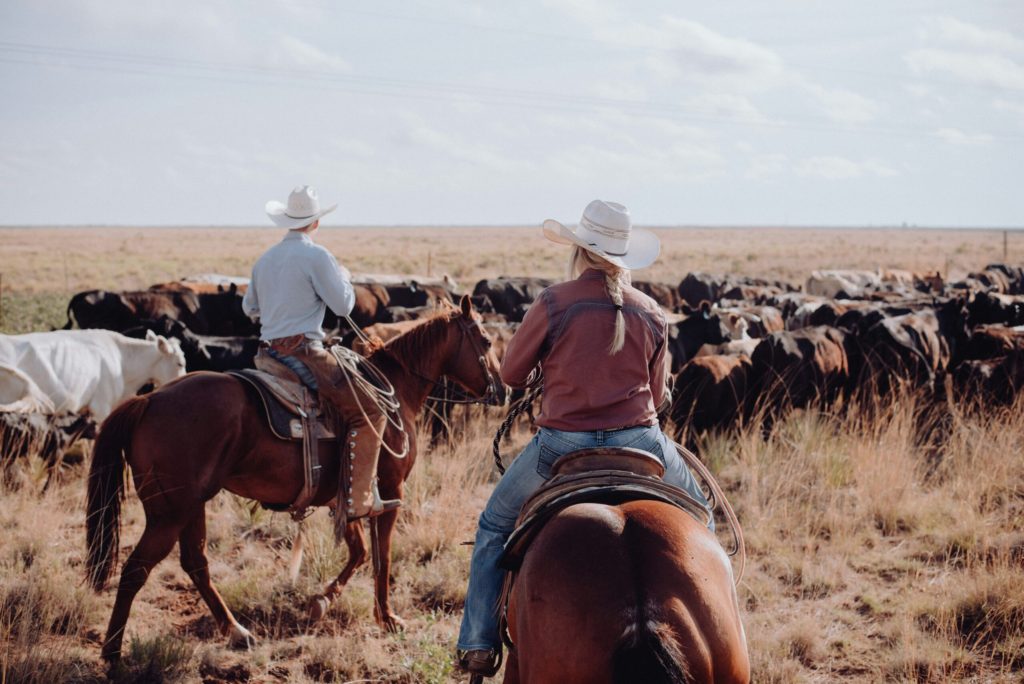 two cowboys heard a group of cattle while on horseback