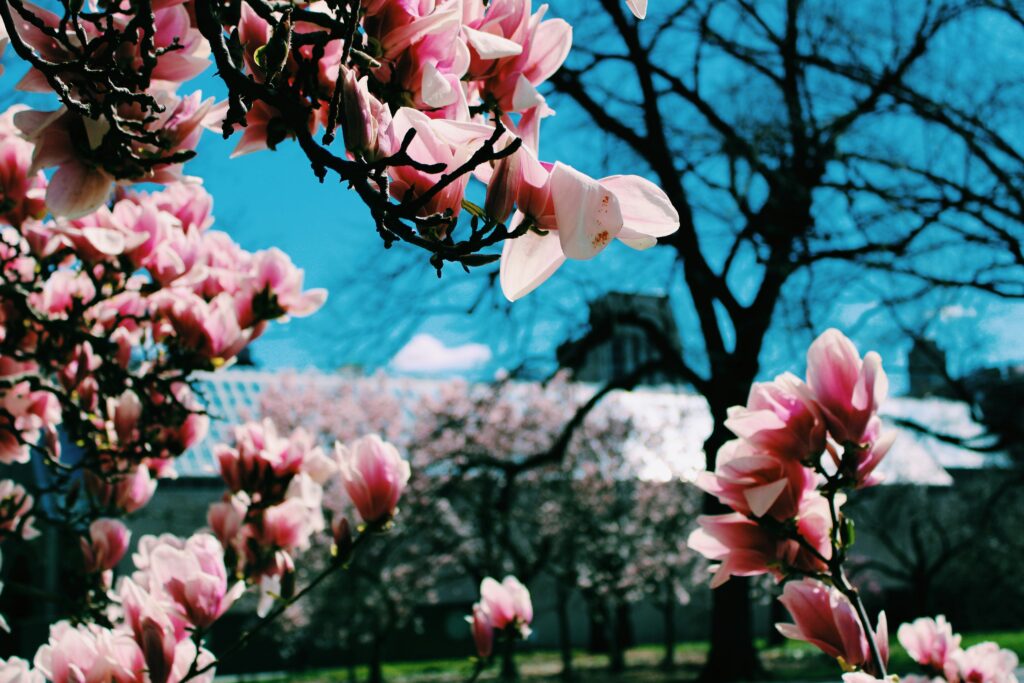 Pink cherry blossoms bloom in a public garden during the spring season