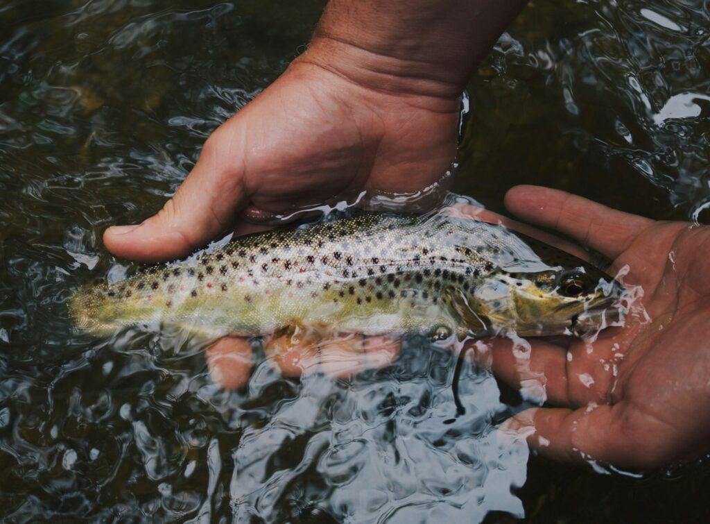 close up of two hand holding a fish in a river