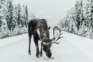 a moose stands in the middle of a white snowy road surrounded by trees