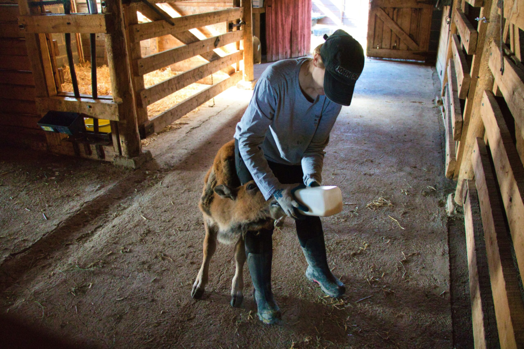 a women bottle feeds a baby cow in the barn