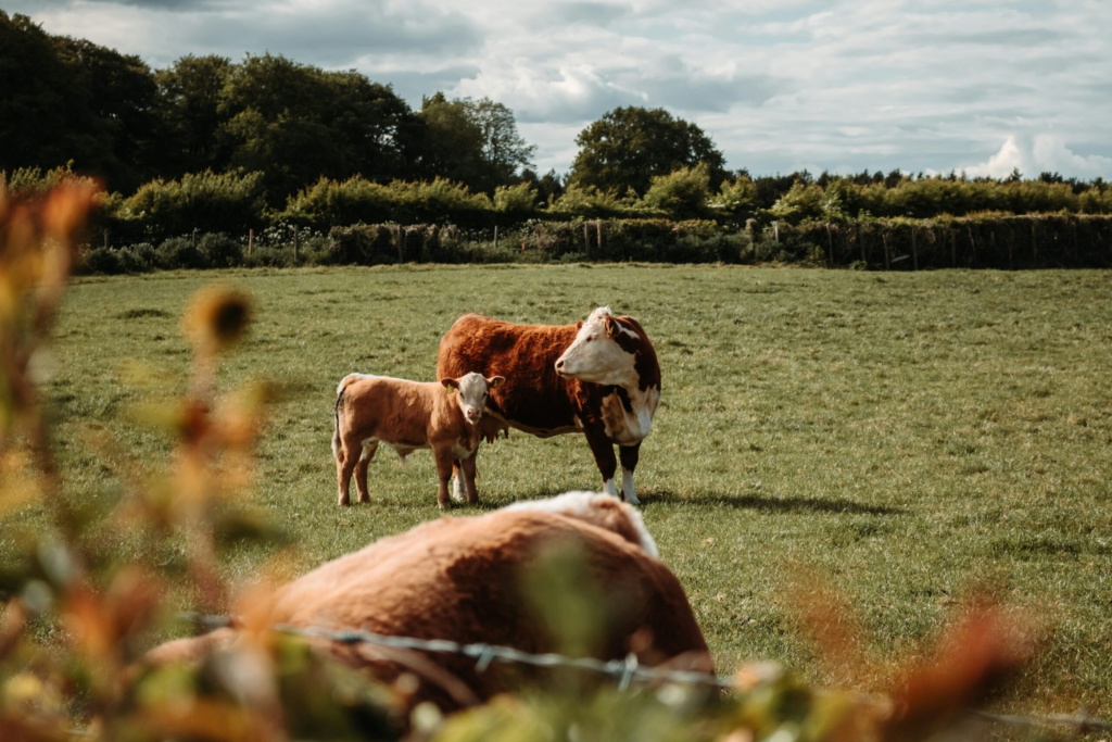 a mama cow stands next to her baby calf in a green pasture
