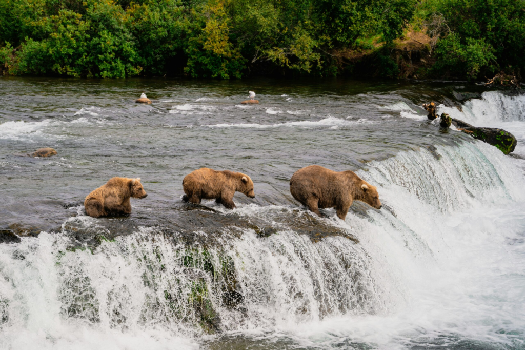 grizzly bears catching salmon in a running river during a summer day in alaska