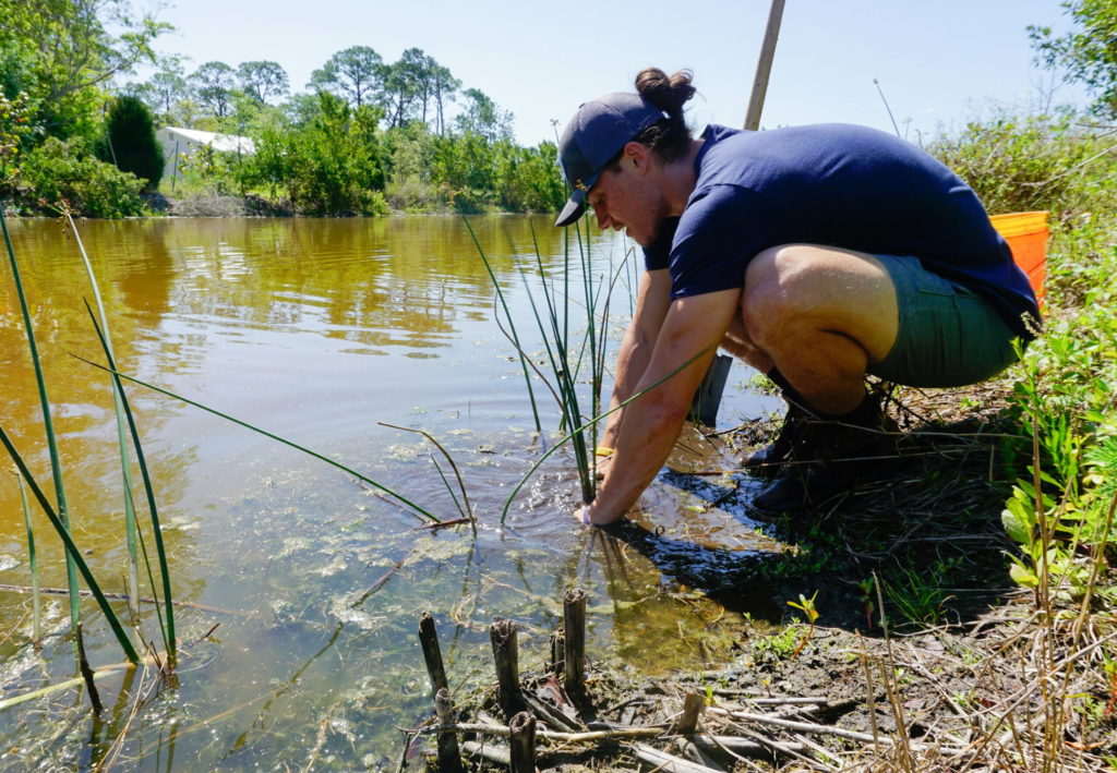 a service program member kneels into the water to pull an invasive species