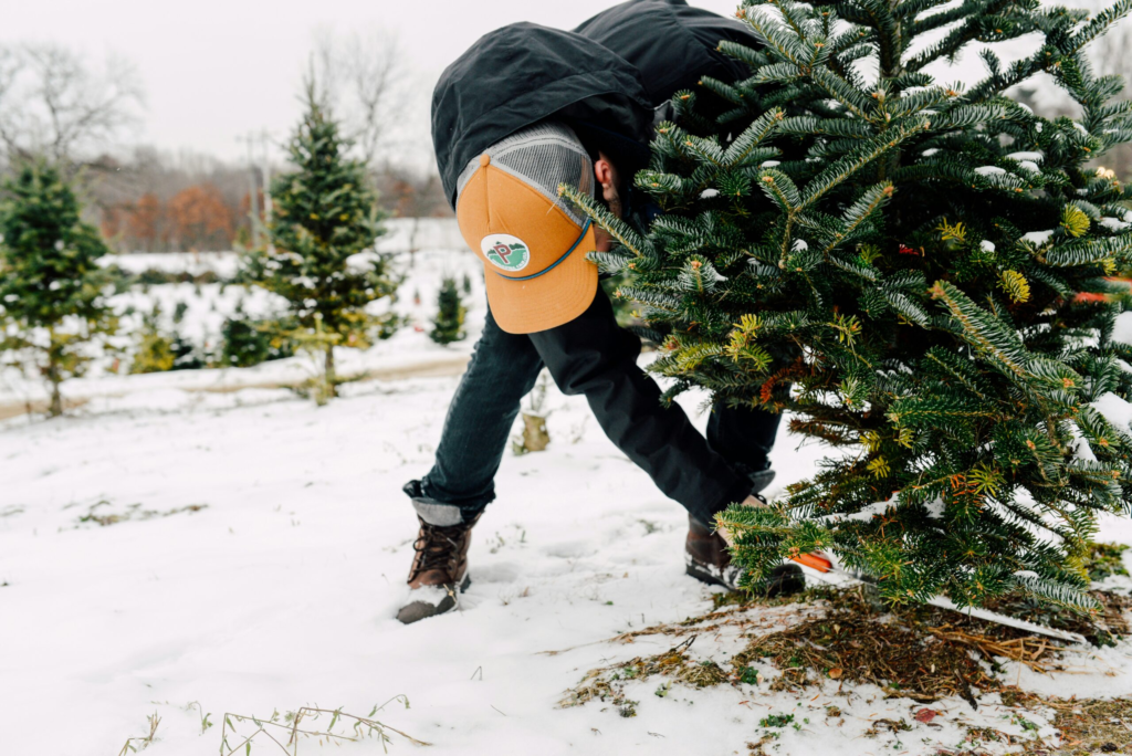A man cuts down a small christmas tree with a hand saw