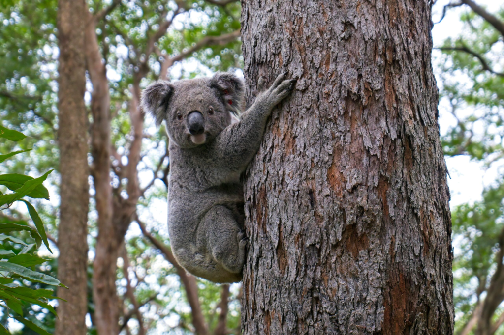 a koala bear stops while climbing a tree to gaze at the camera