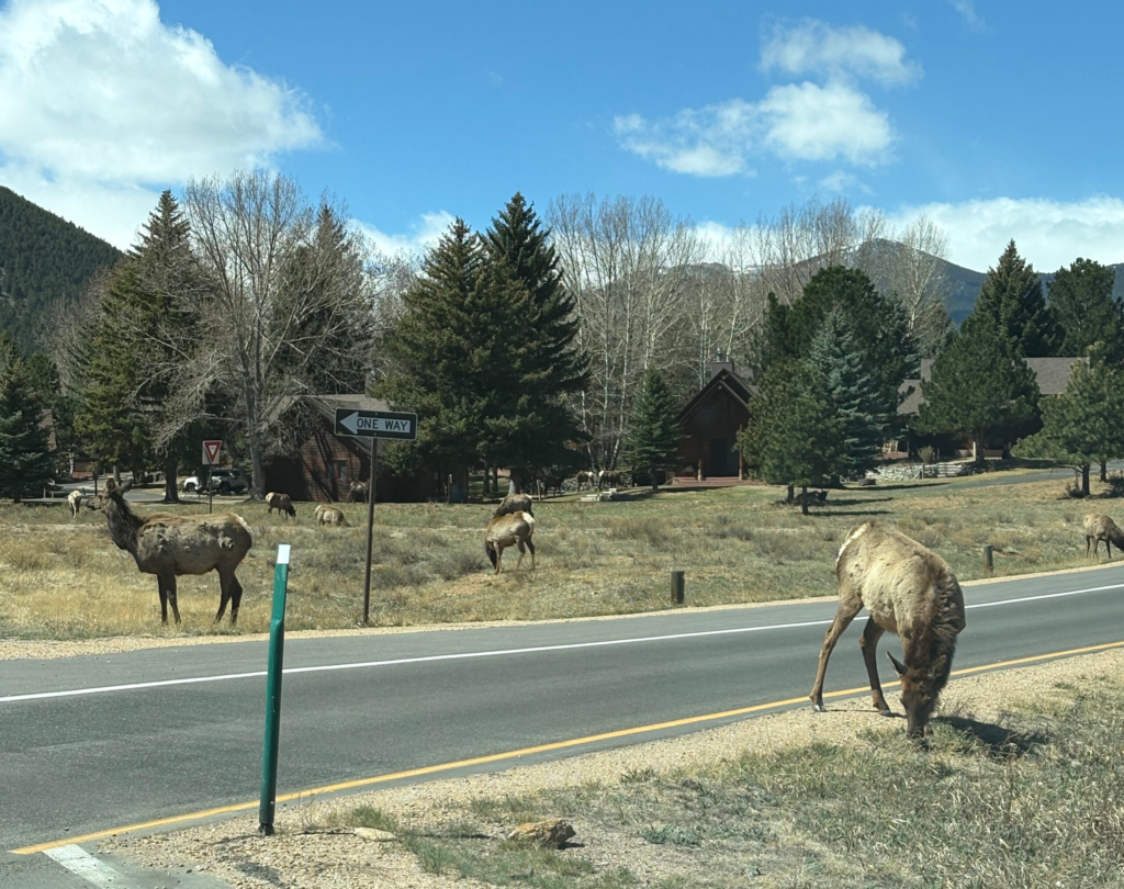 A heard of Elk on the road at the YMC of the Rockies