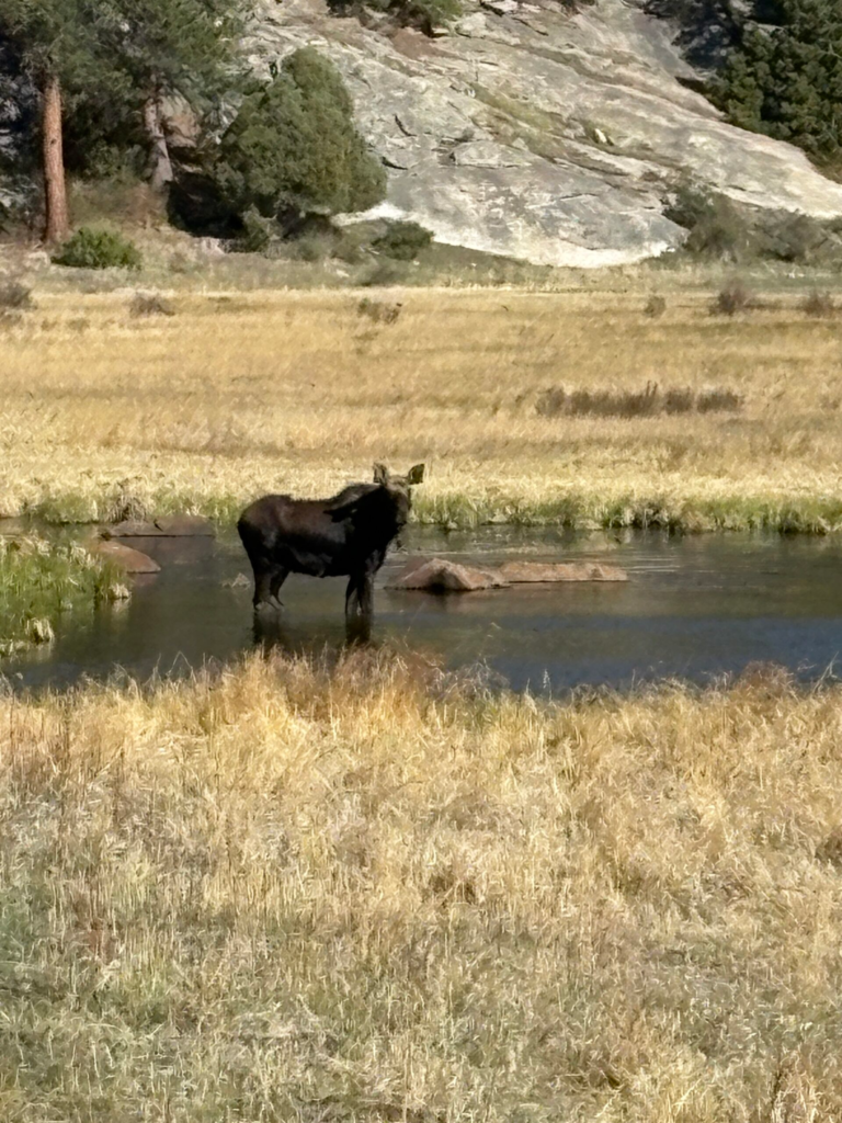 A moose sits in a pond in rocky mountain national park